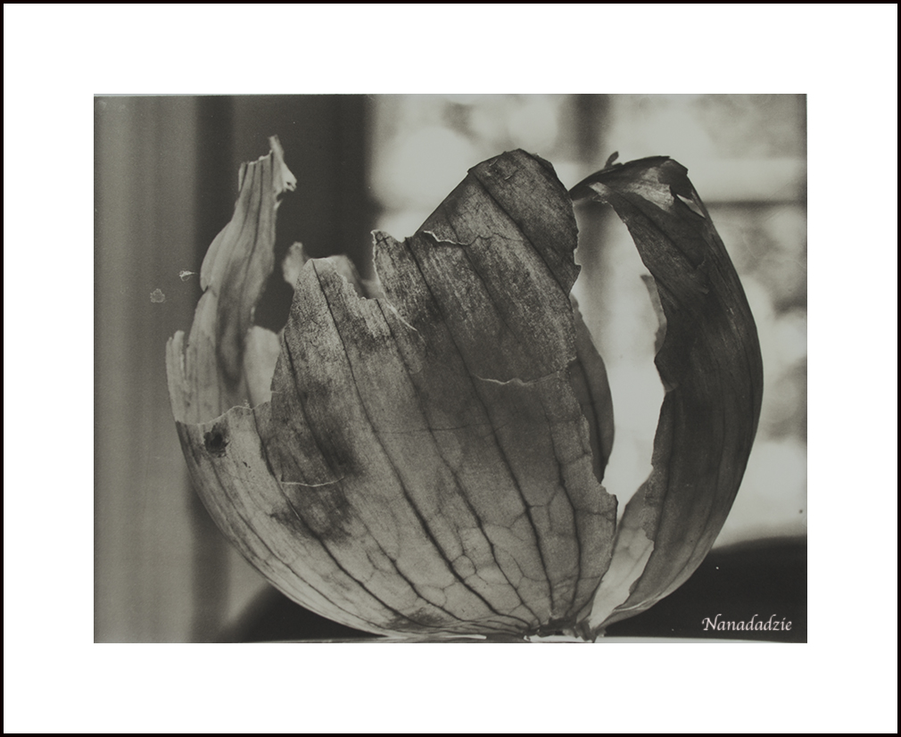 Platinum-Palladium Prints 