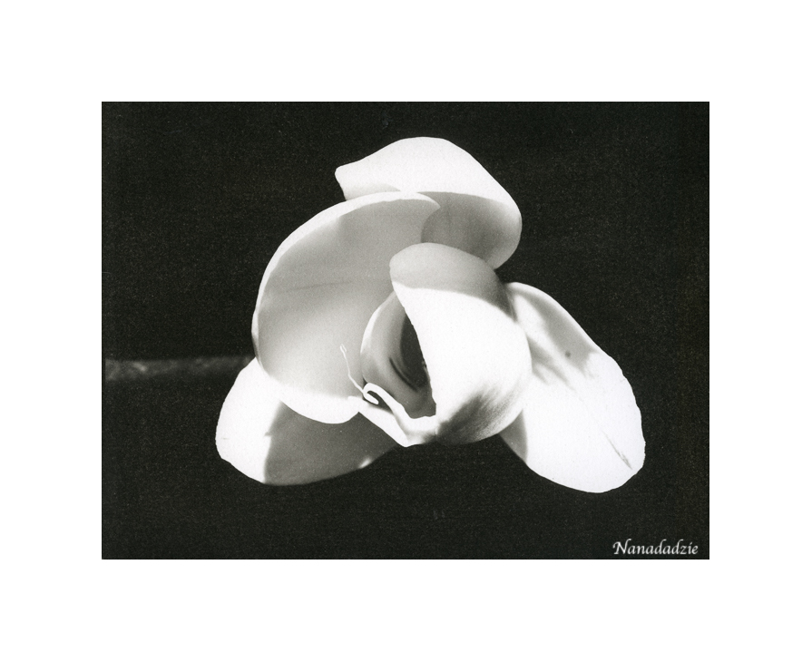 Platinum-Palladium Prints 