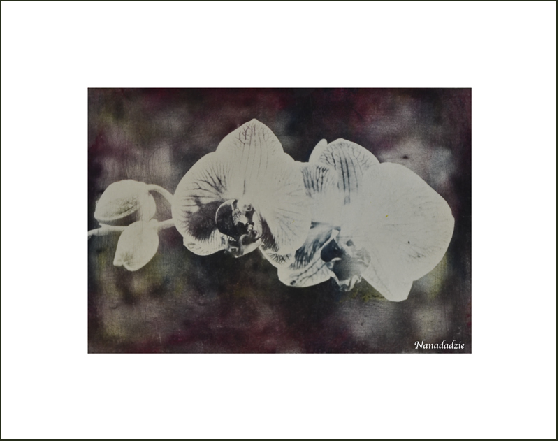 Photopolymer Intaglio Prints 